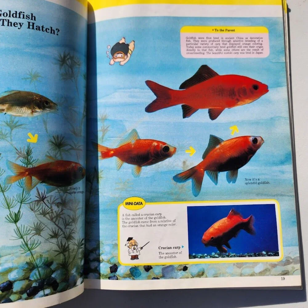 Life in the Water Child's First Library of Learning Science Stem Book Homeschool